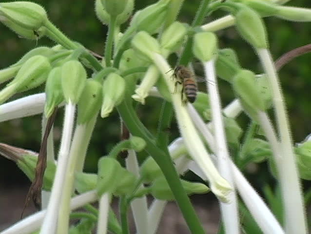 Closeup of a bug on a flower