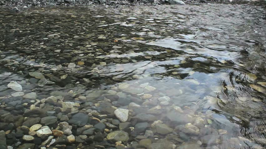 Group of wild salmon race through cool, clear water on journey upstream. 1080p