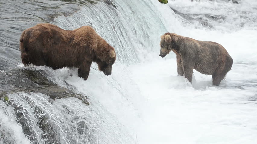 Alaskan brown bears wait for salmon at Brooks Falls in Katmai National Park