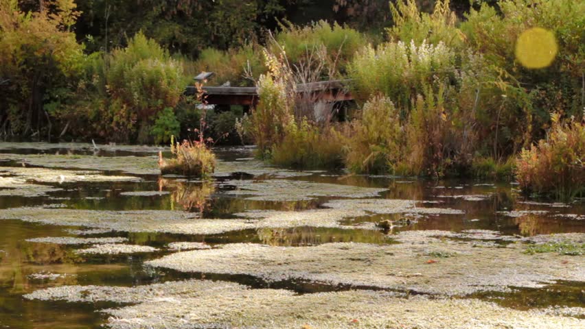 Flies swarm over a swamp at a botanical garden (cascade springs)