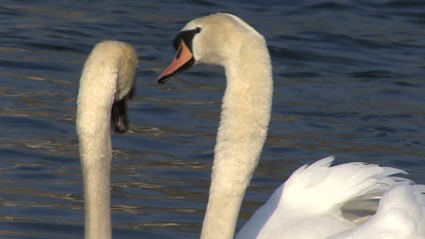 Mr and Mrs Swan filmed on FullHD