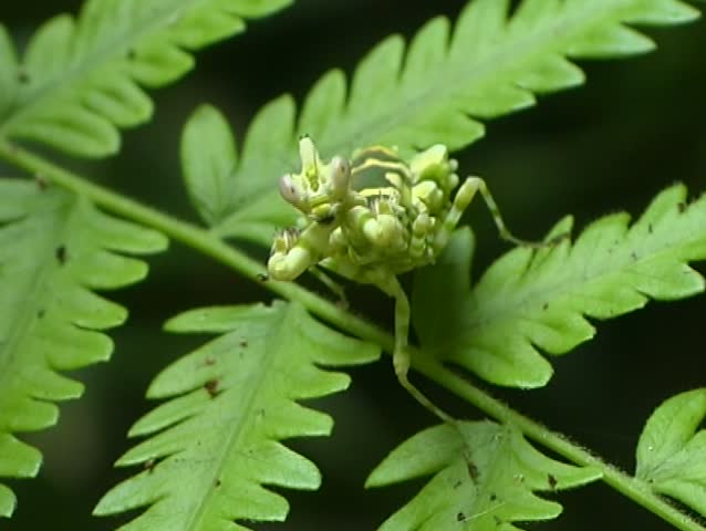 Spiny flower mantis (Pseudocreobotra)