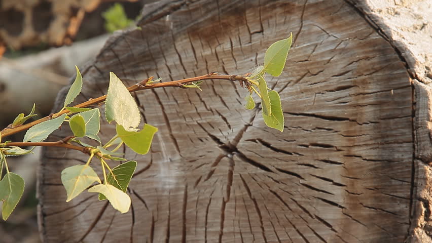 Sprouting poplar log