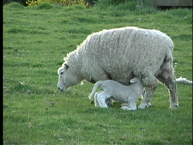 A ewe nurses her two lambs on a farm in New Zealand.