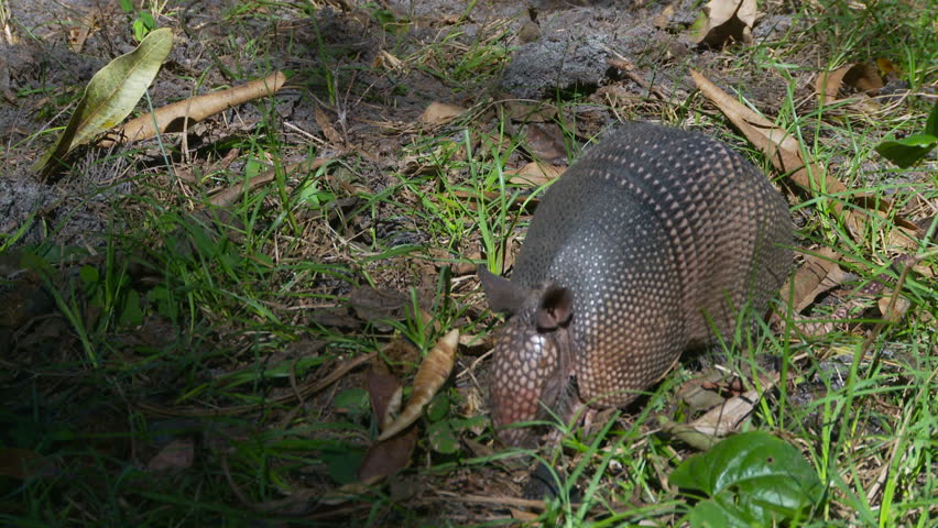 Armadillo searching for food