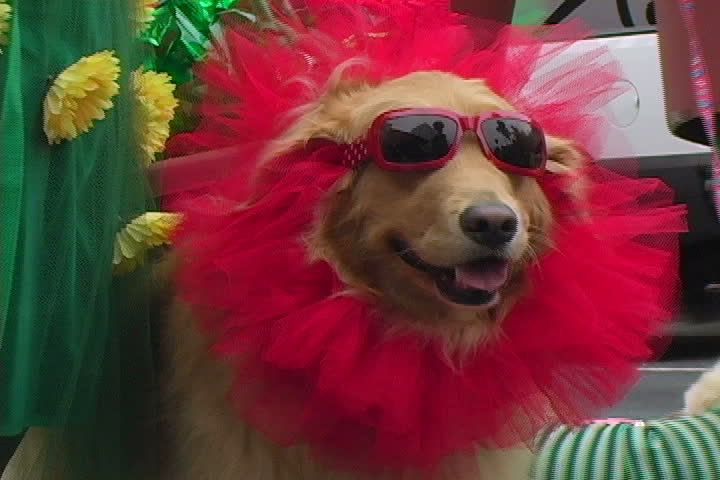 A dog in a funny costume.