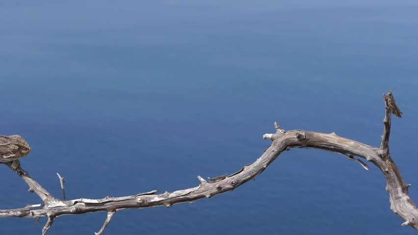 Chameleon hunting