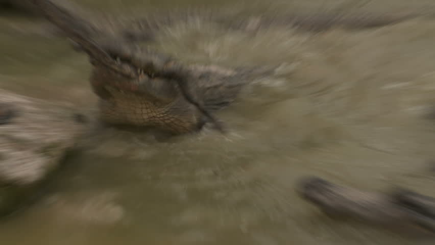 CU - Alligators clash over food in water