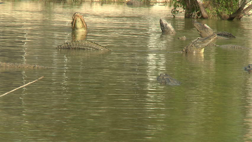 Alligator Mating Aggression