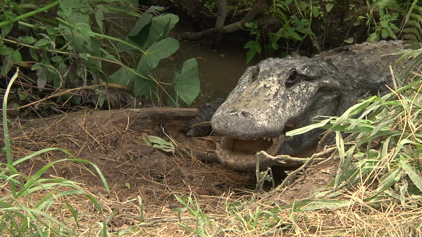 Female alligator protects nest