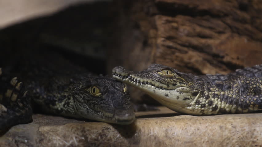 Two small crocodiles