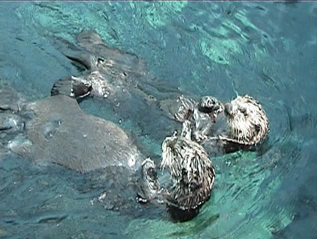 Couple of otters playing in the water