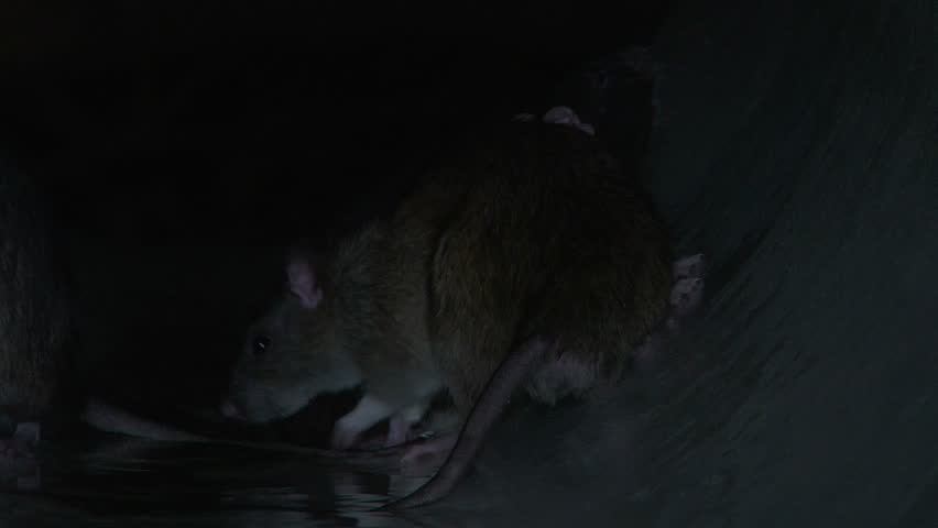 Static - Rats packed into sewer