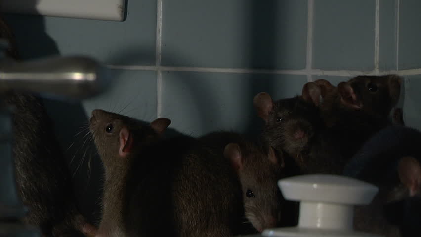 Rats climbing around kitchen sink (ECU, CU, WS)