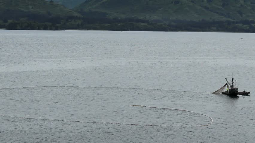 Mosquitoes swarm coastal waters above fisherman who haul net onto fishing boat. 