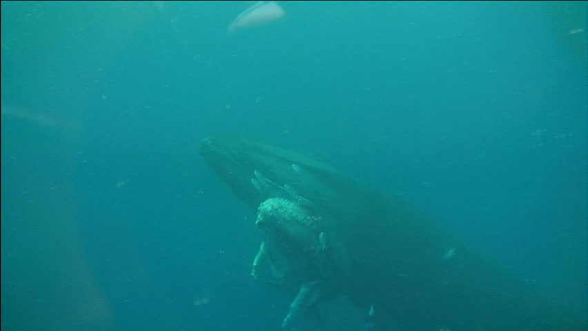 Humpback Mother and Baby Swimming Together Under Water