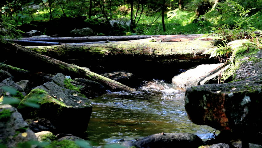 timber bridge 