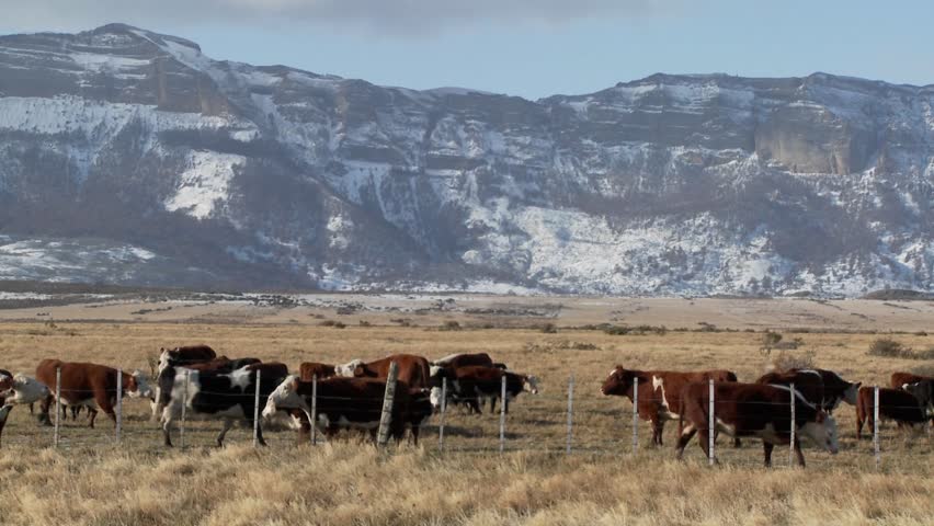 Cattle graze in the fields on a ranch with snowy mountains background.