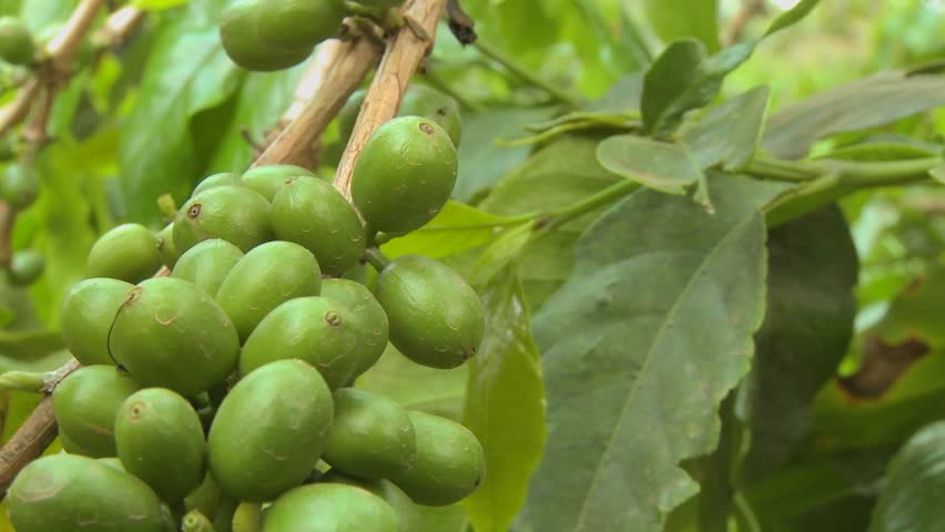 Pan across coffee beans growing on a coffee plantation in the tropics.
