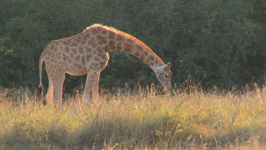 A giraffe grazes in golden grass on the African savannah.