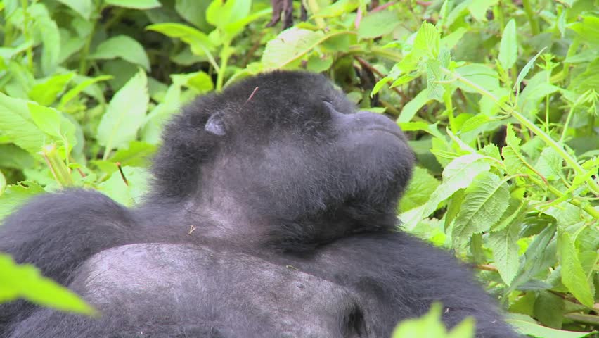 A mountain gorilla sits in the jungle greenery on a volcano in Rwanda.
