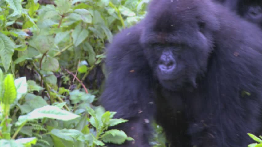 A gorilla mother carries its baby on its back through the Rwandan jungle.
