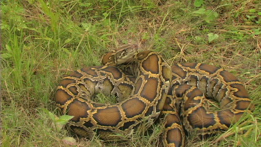 Aggressive python