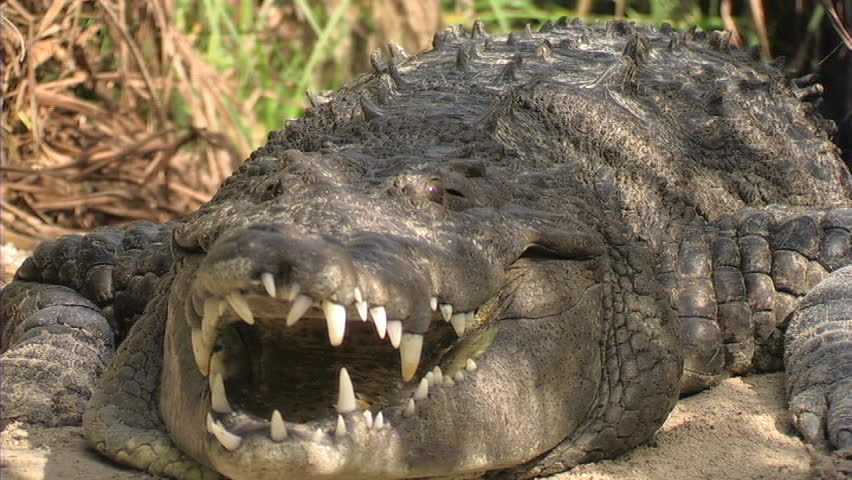 Alligator on land, snaps jaws at mid-air