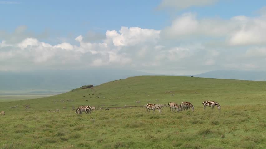 A wide shot of zebras grazing under the midday sun on safari in Africa.