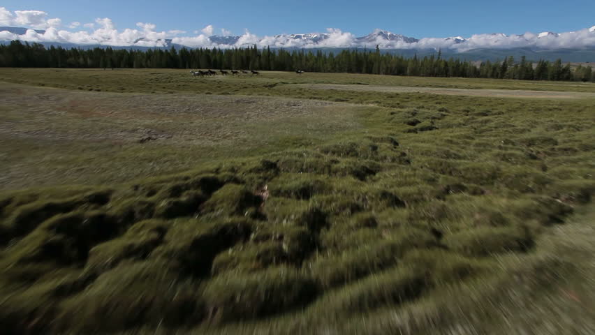 running horses