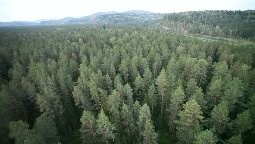 Flight above Altai Siberian forest