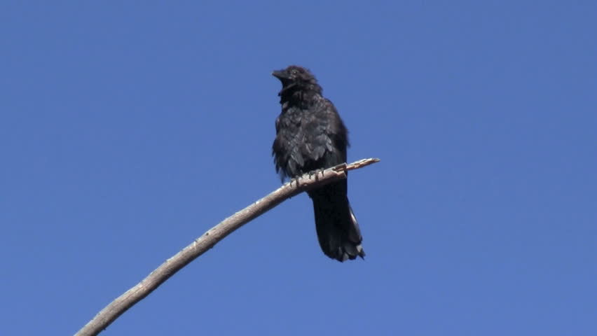 Raven Vocalizing