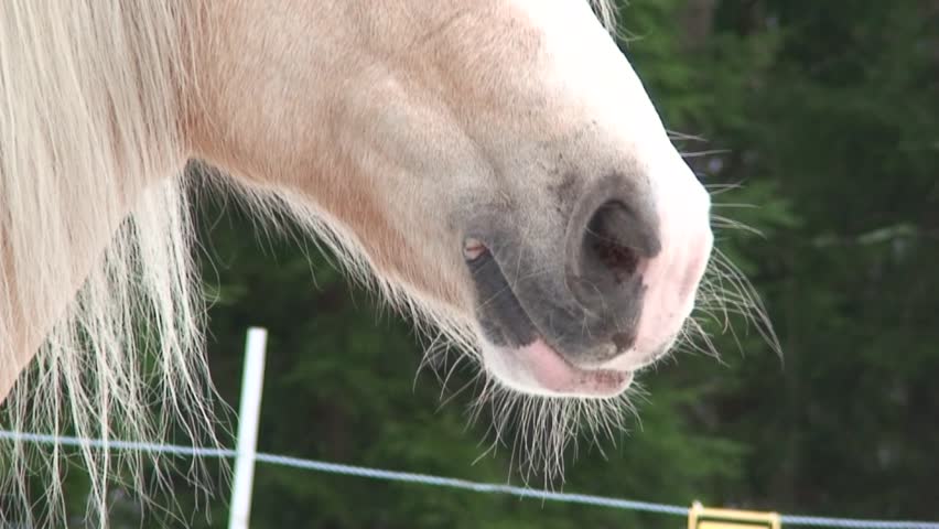 Close-up of horse nostrils two