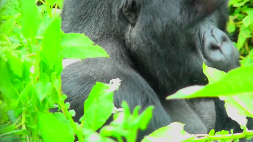 A gorilla sits in the greenery of the Rwanda rainforest.