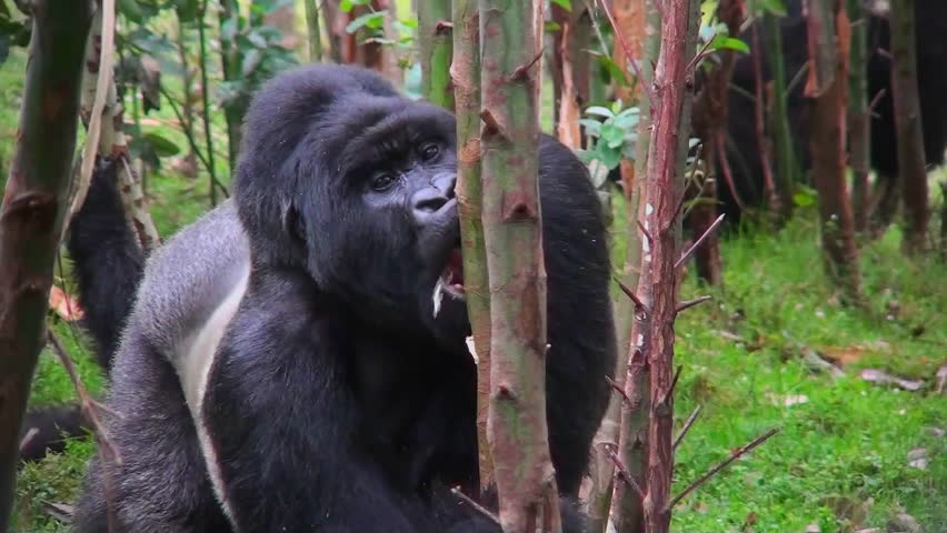 A silverback mountain gorilla eats in a eucalyptus forest in Rwanda.