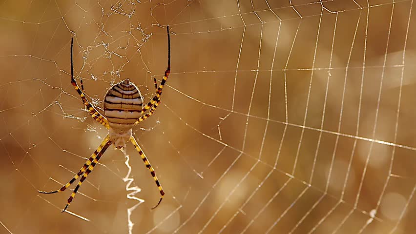 spider silk