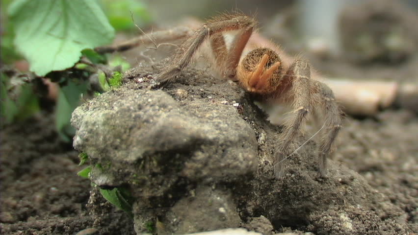 Tarantula