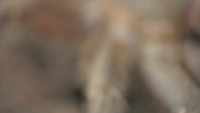 Tarantula