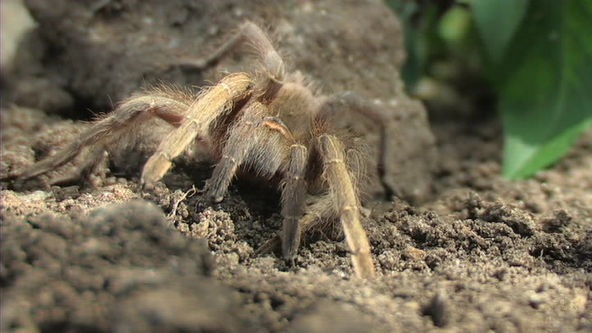 Tarantula