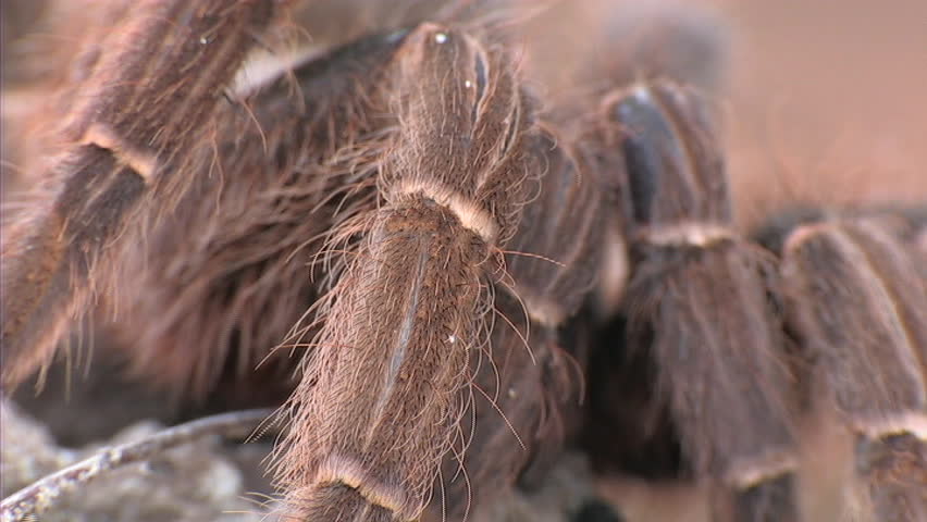 Tarantula (CU)