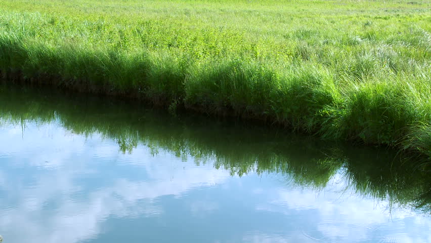 Lake with greenery around it