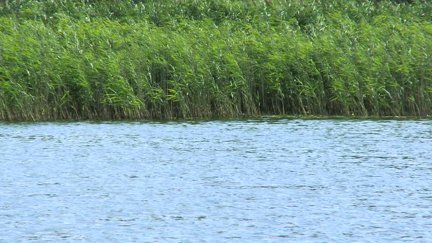 Lake with greenery around it