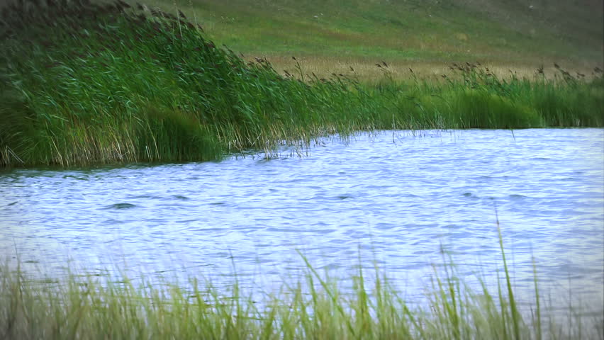 Lake with greenery around it