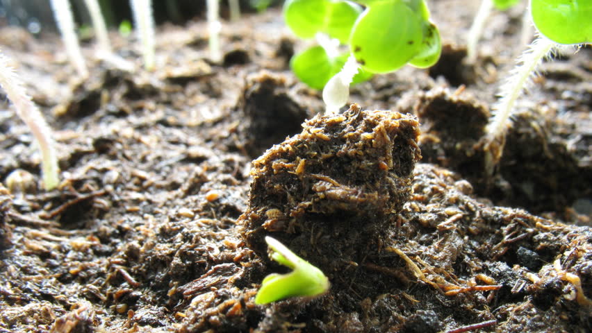 Growing seeds timelapse