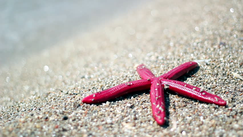 Starfish on summer, sunny beach. Travel, vacation concepts. HD 1080i.