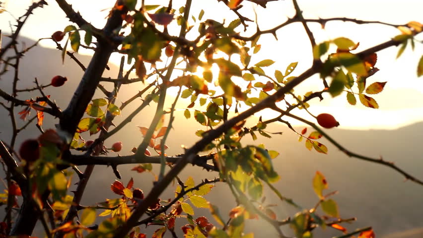 Header of aestheticism