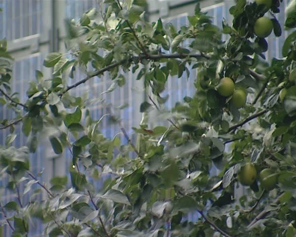 Apple tree branches and solar collectors. Environmentally friendly energy production. 