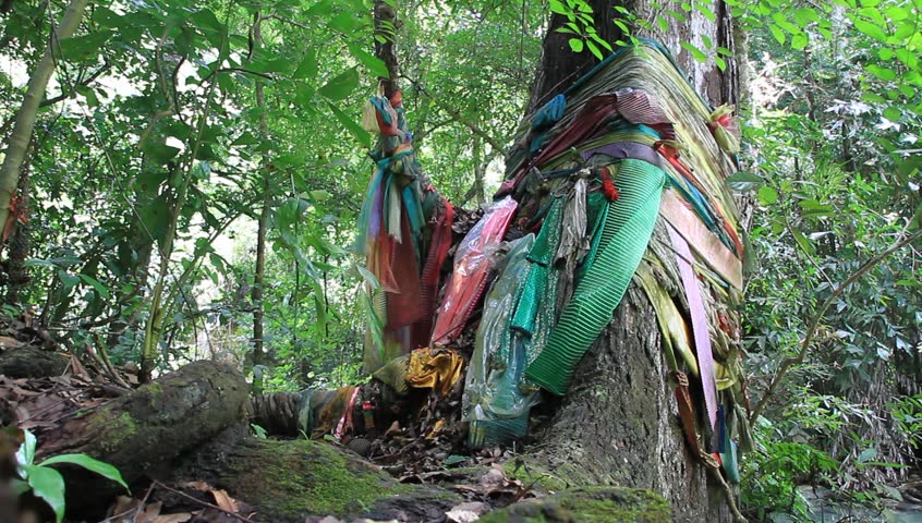 Sacral tree in the forest
