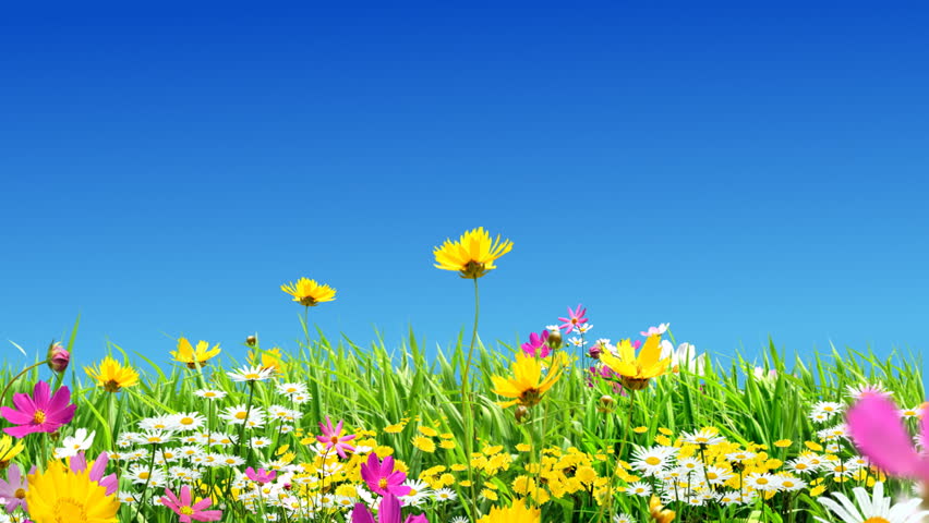 green meadows and flowers