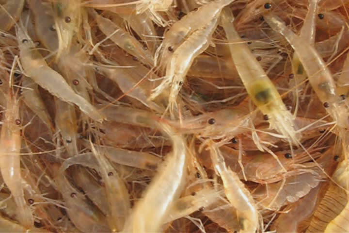 Live and fresh shrimp at market